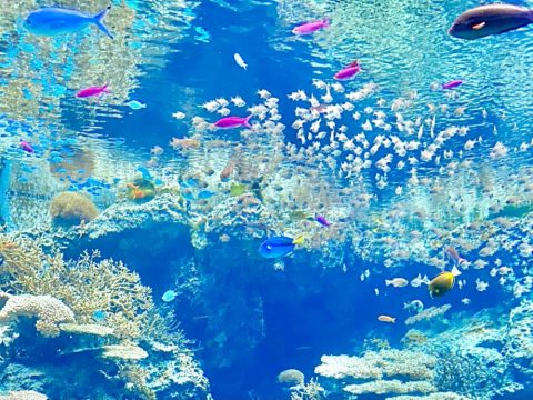 美ら海水族館