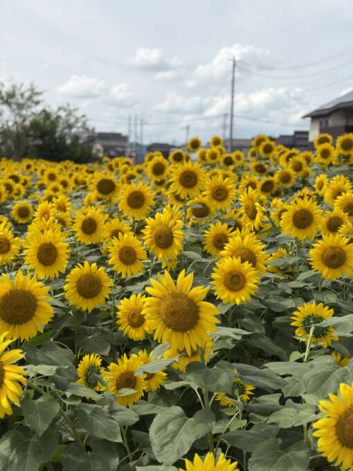 建築会社　リノベーション　ひまわり畑
